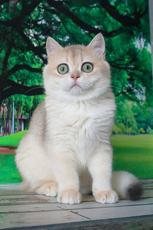 Ilona british shorthair kitten with fluffy cream coat and striking green eyes sitting on wooden surface golden shell