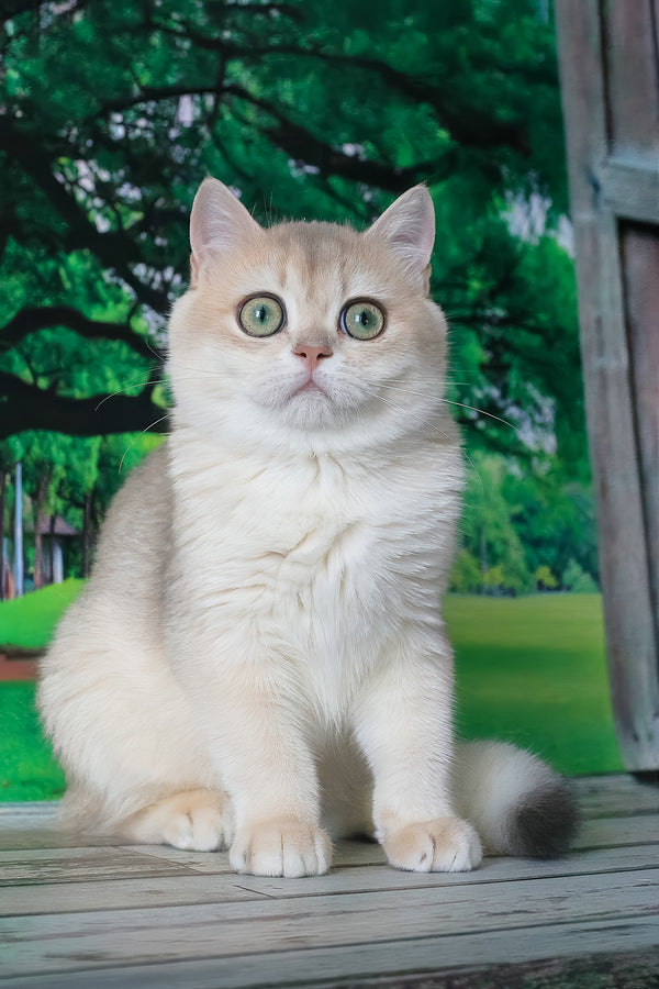Ilona british shorthair kitten with fluffy cream coat and striking green eyes sitting on wooden surface