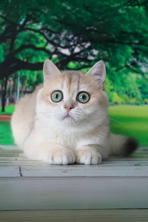 A fluffy cream british shorthair kitten with striking green eyes and soft plush coat in golden shell color