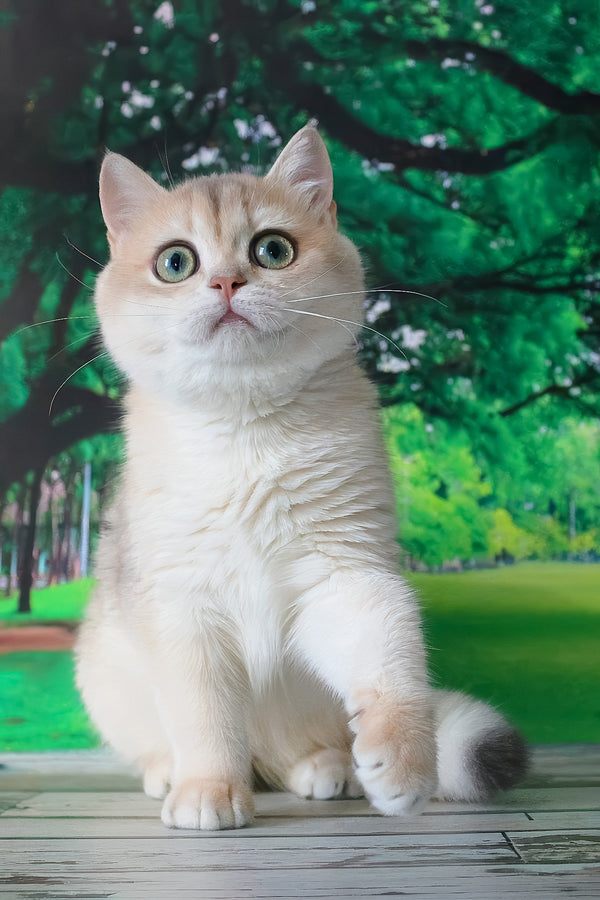 A fluffy cream british shorthair kitten with striking green eyes sitting on a wooden surface in golden shell shade