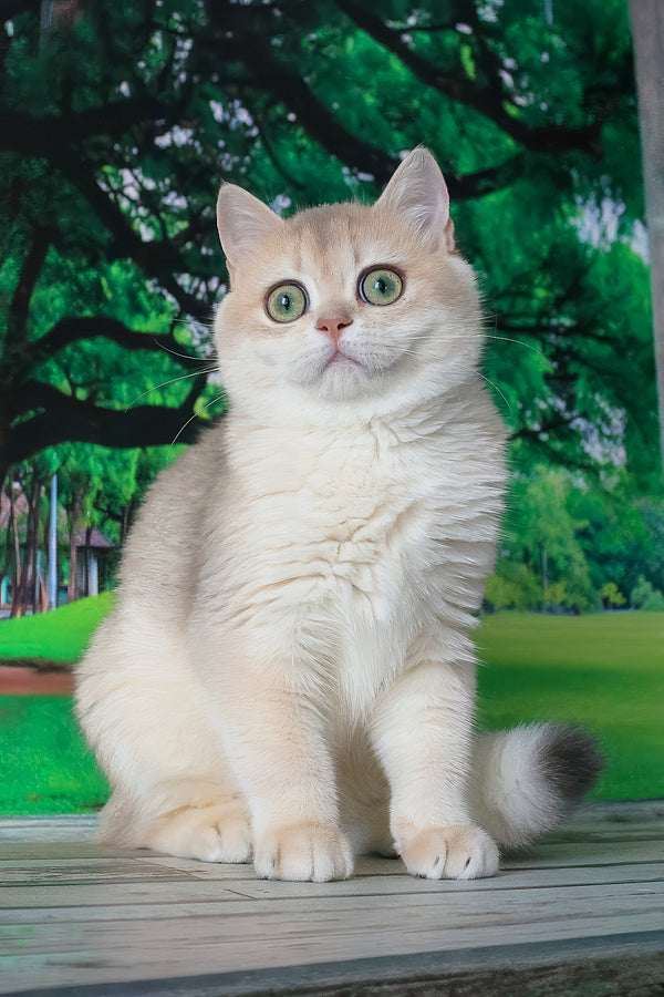 Ilona british shorthair kitten with fluffy cream golden shell coat and striking green eyes sitting on wooden surface