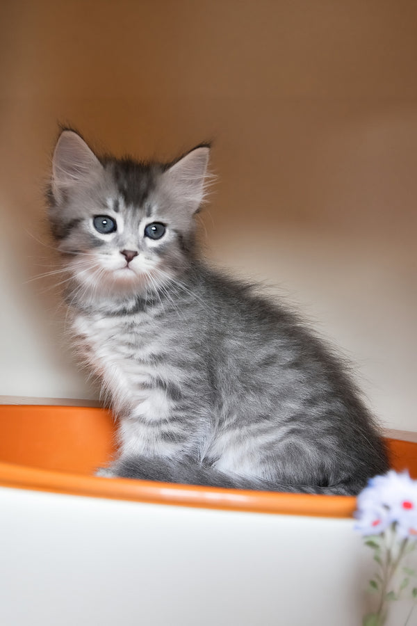 Fabbi | Siberian Kitten