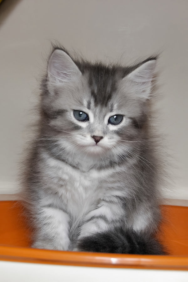 Fabbi | Siberian Kitten