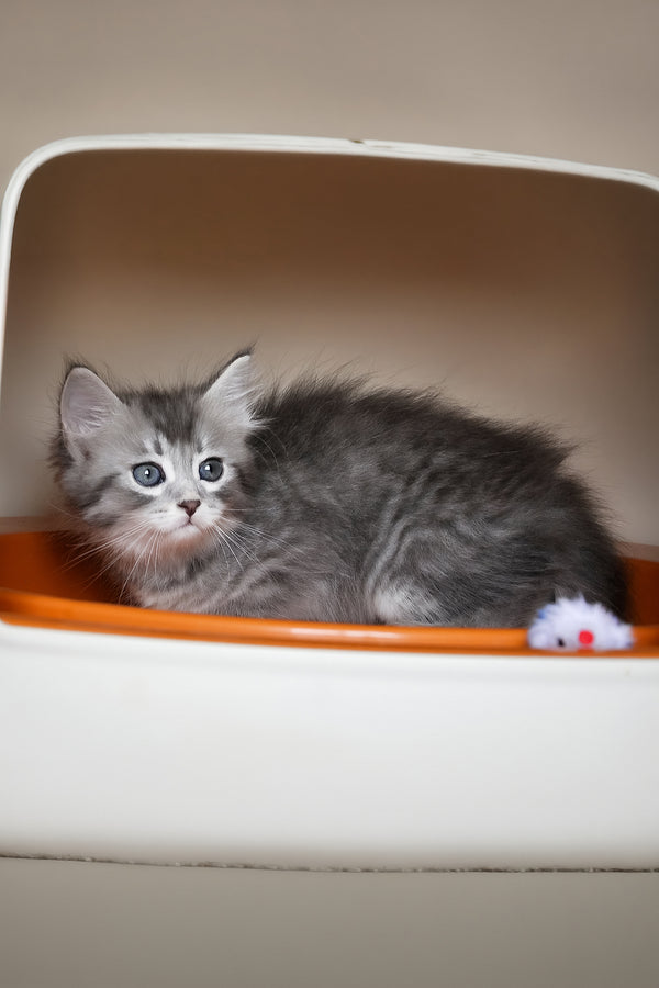 Fabbi | Siberian Kitten