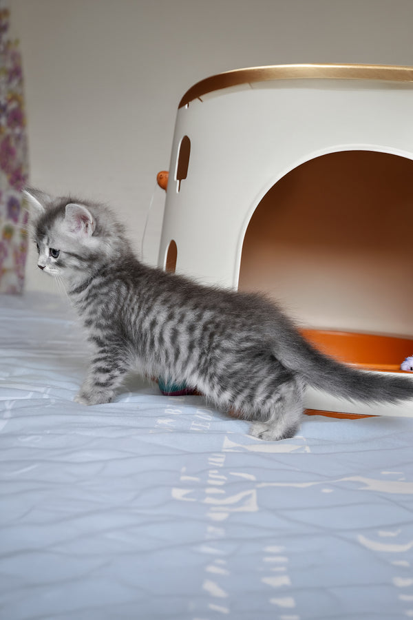 Fabbi | Siberian Kitten