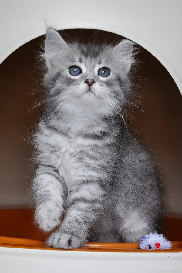 Fabbi | Siberian Kitten