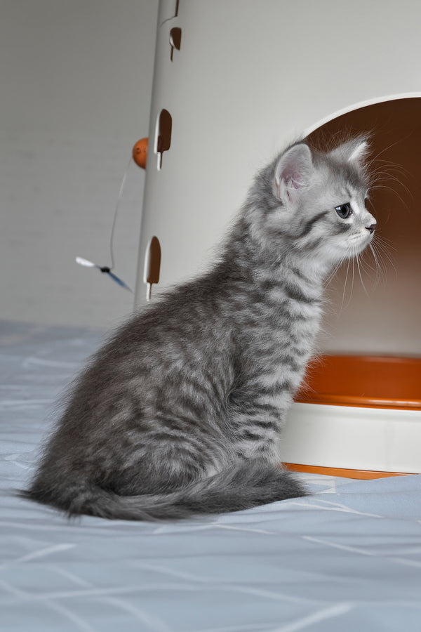 Fabbi | Siberian Kitten