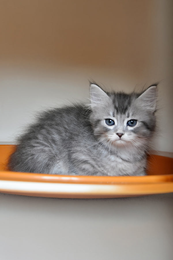 Fabbi | Siberian Kitten