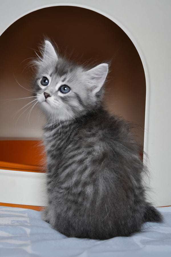 Fabbi | Siberian Kitten
