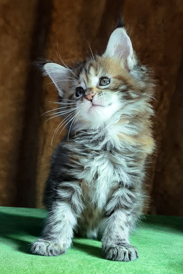 Fabby | Maine Coon Kitten