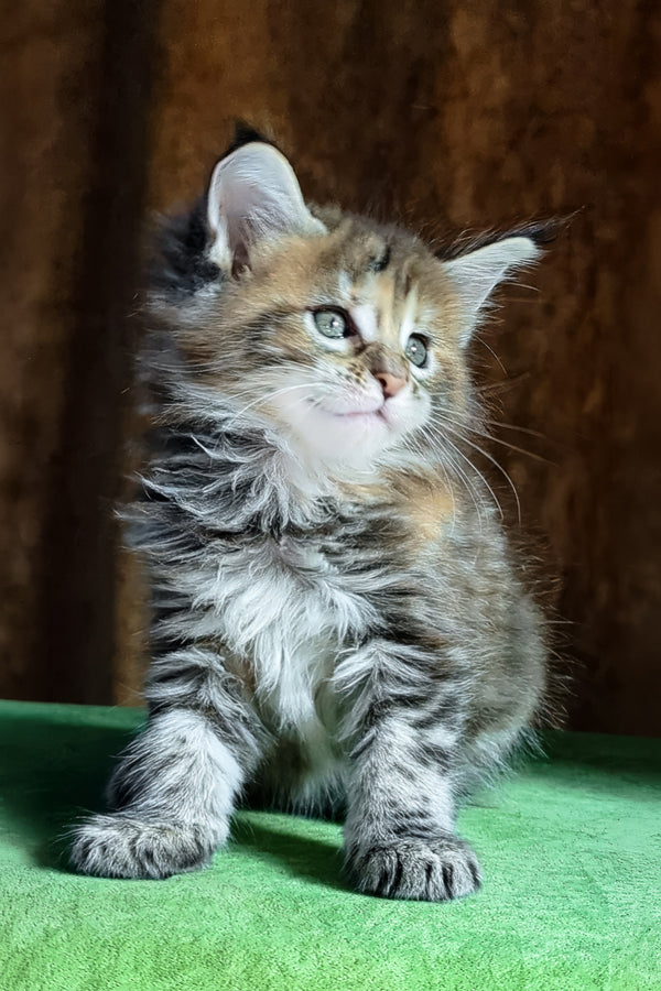 Fabby | Maine Coon Kitten