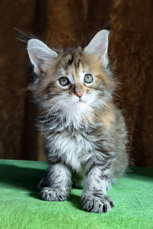 Fabby | Maine Coon Kitten