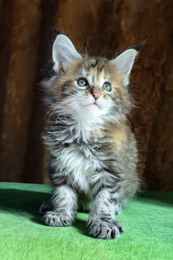 Fabby | Maine Coon Kitten