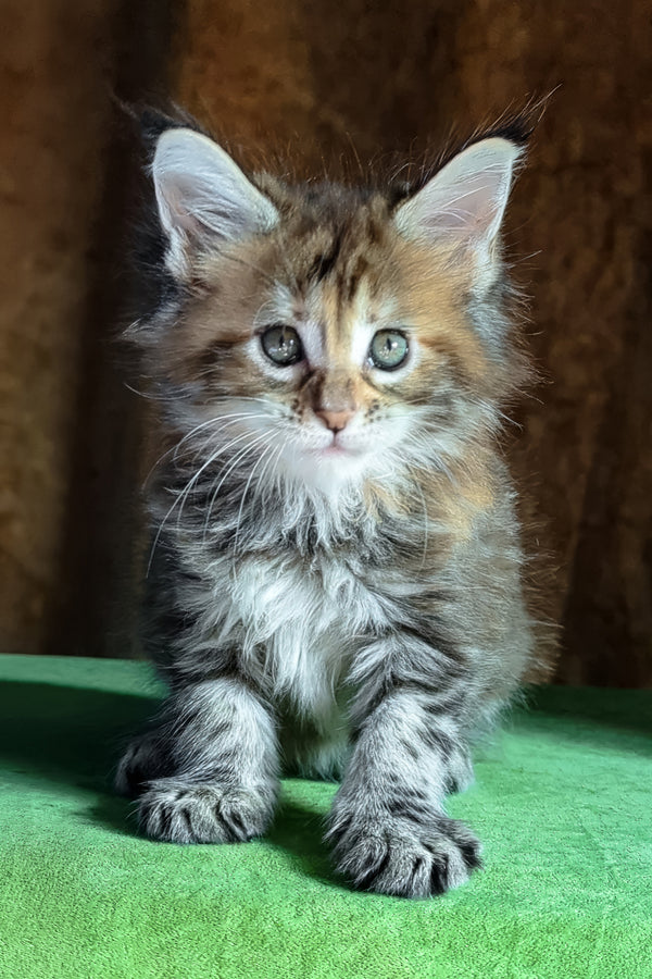 Fabby | Maine Coon Kitten