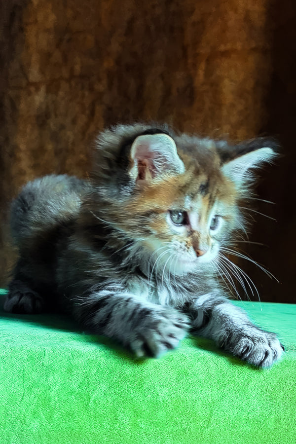 Fabby | Maine Coon Kitten