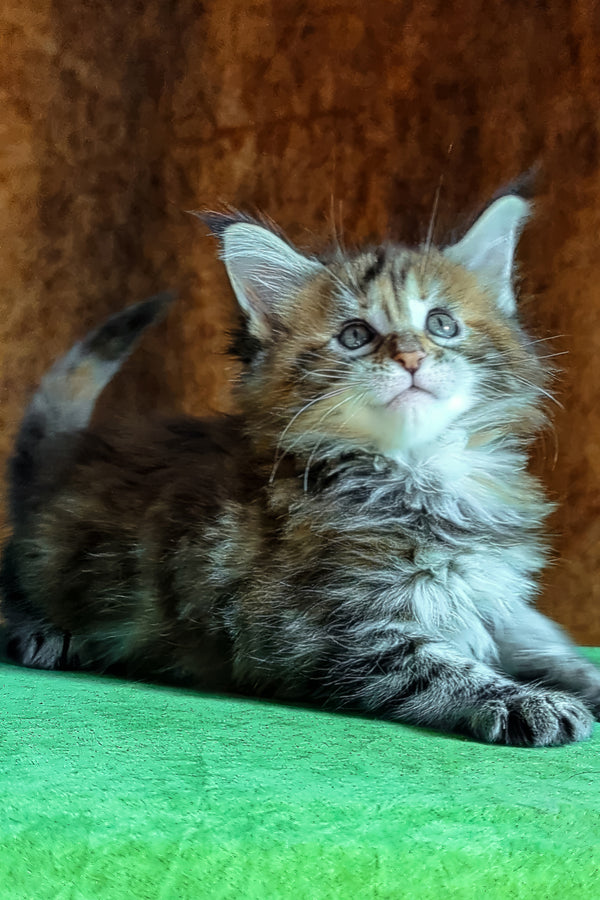 Fabby | Maine Coon Kitten