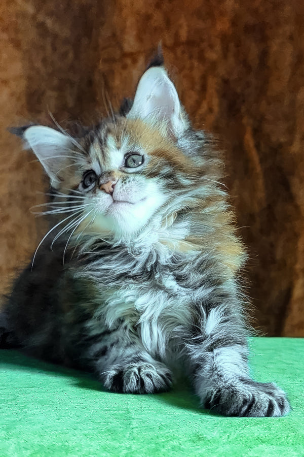 Fabby | Maine Coon Kitten