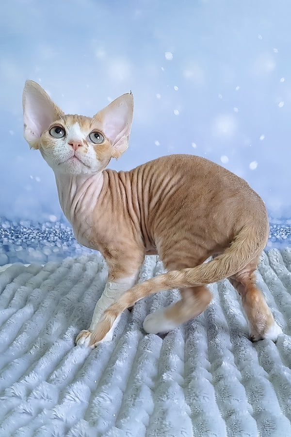 Faberge | Devon Rex Kitten