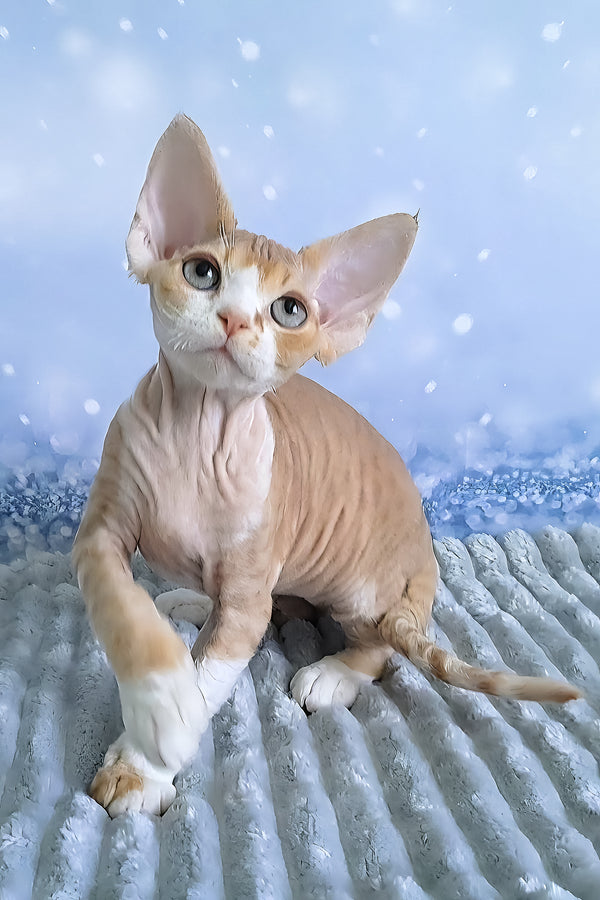 Faberge | Devon Rex Kitten