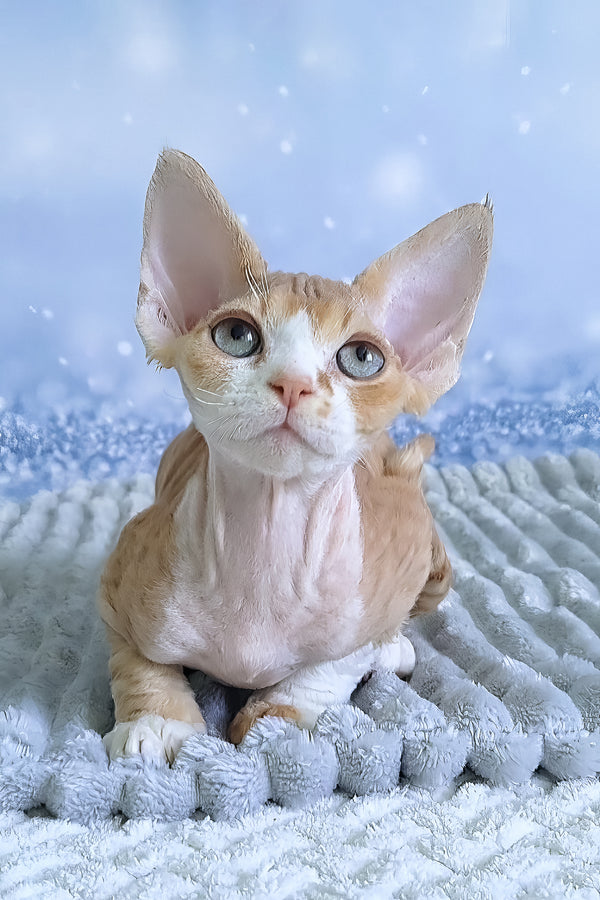 Faberge | Devon Rex Kitten