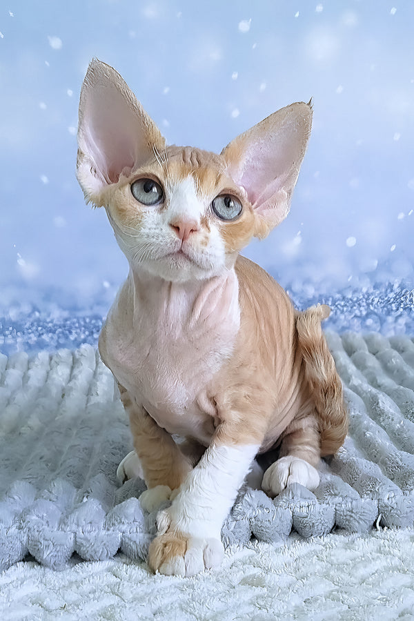 Faberge | Devon Rex Kitten