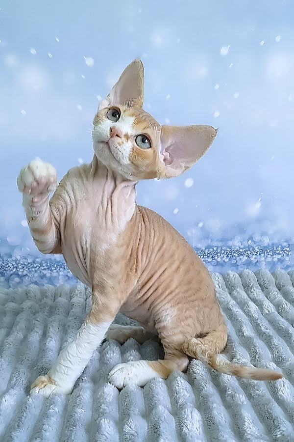 Faberge | Devon Rex Kitten
