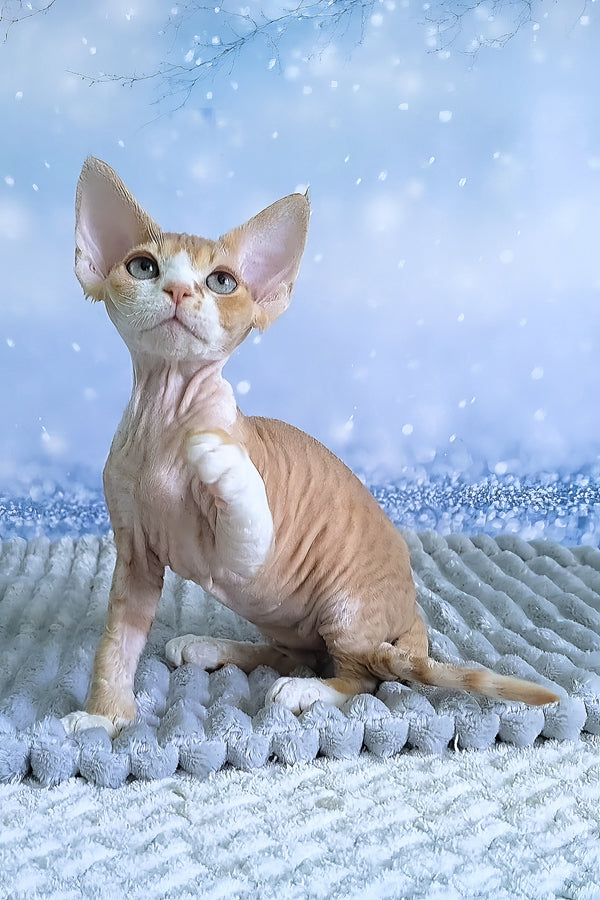Faberge | Devon Rex Kitten