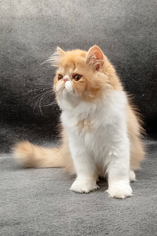 Fabio | Persian Kitten
