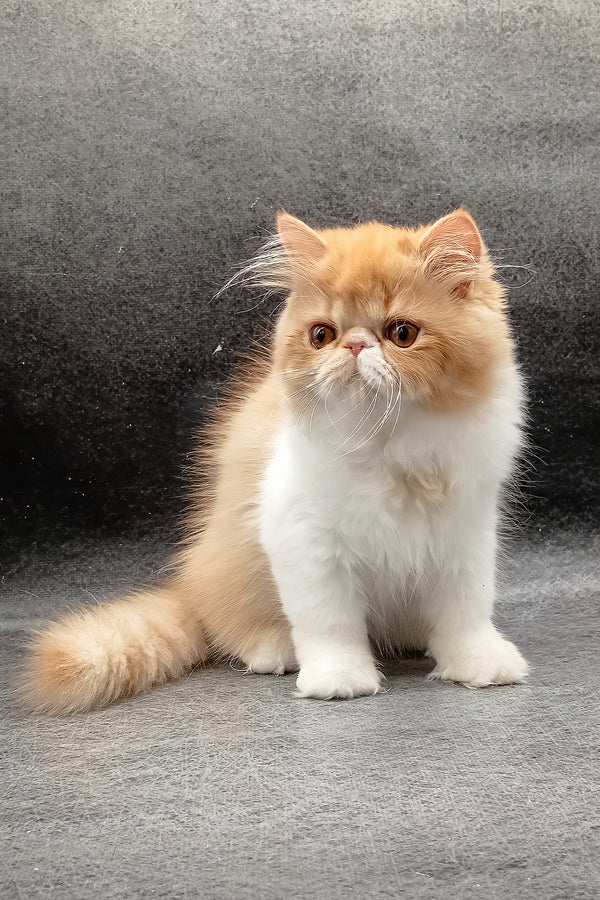 Fabio | Persian Kitten