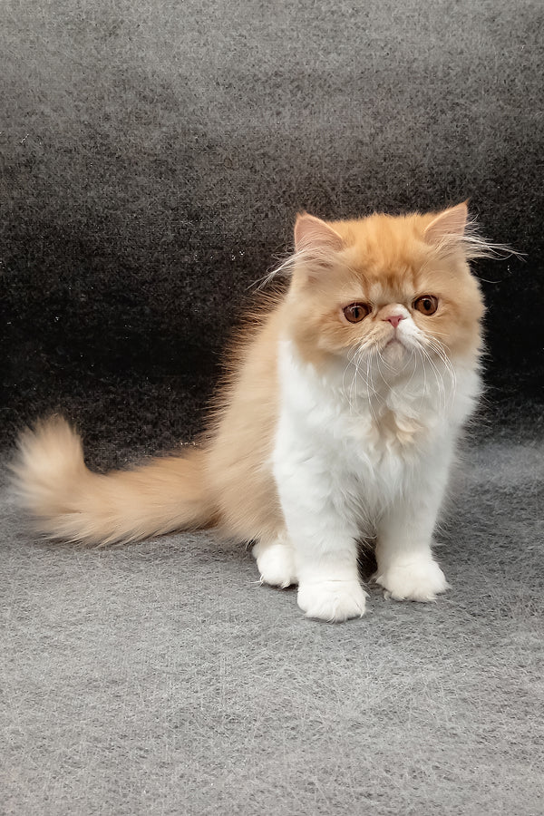 Fabio | Persian Kitten