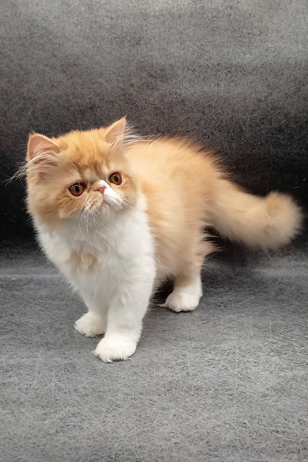 Fabio | Persian Kitten