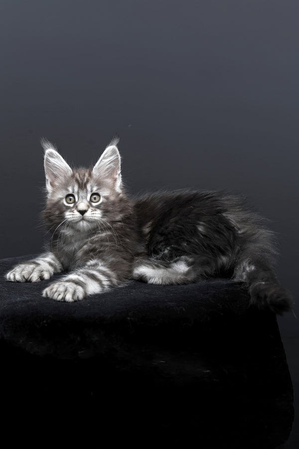 Fabio | Polydactyl Maine Coon Kitten