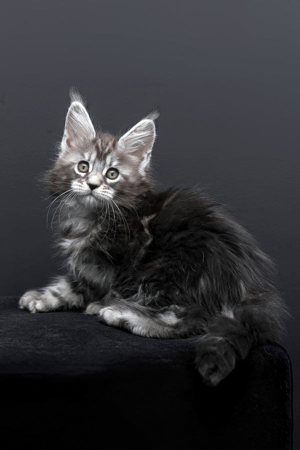 Fabio | Polydactyl Maine Coon Kitten
