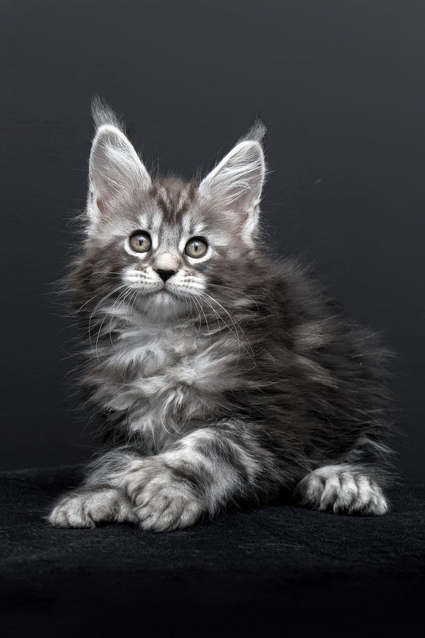 Fabio | Polydactyl Maine Coon Kitten
