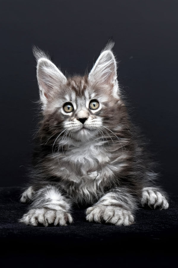 Fabio | Polydactyl Maine Coon Kitten