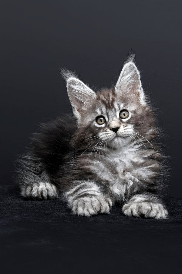 Fabio | Polydactyl Maine Coon Kitten