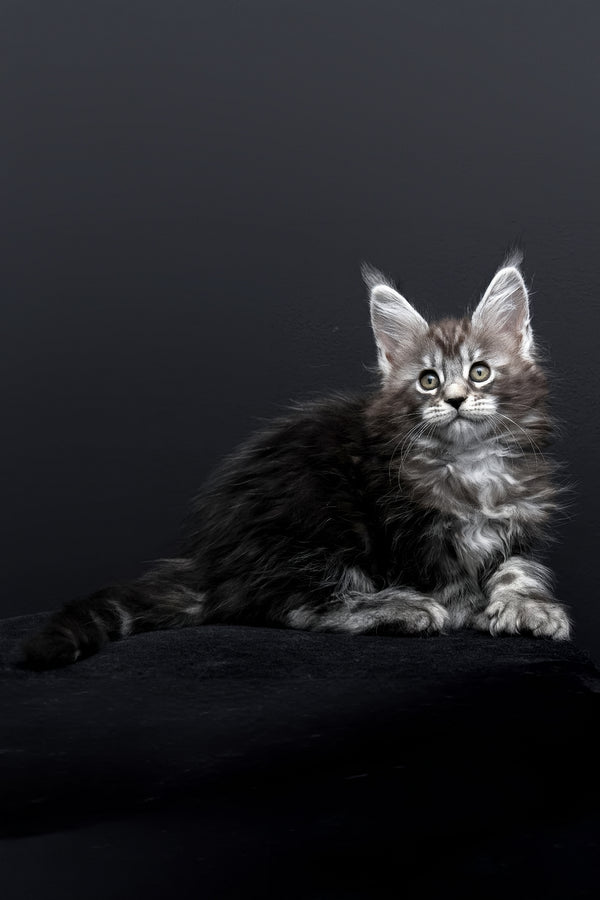 Fabio | Polydactyl Maine Coon Kitten