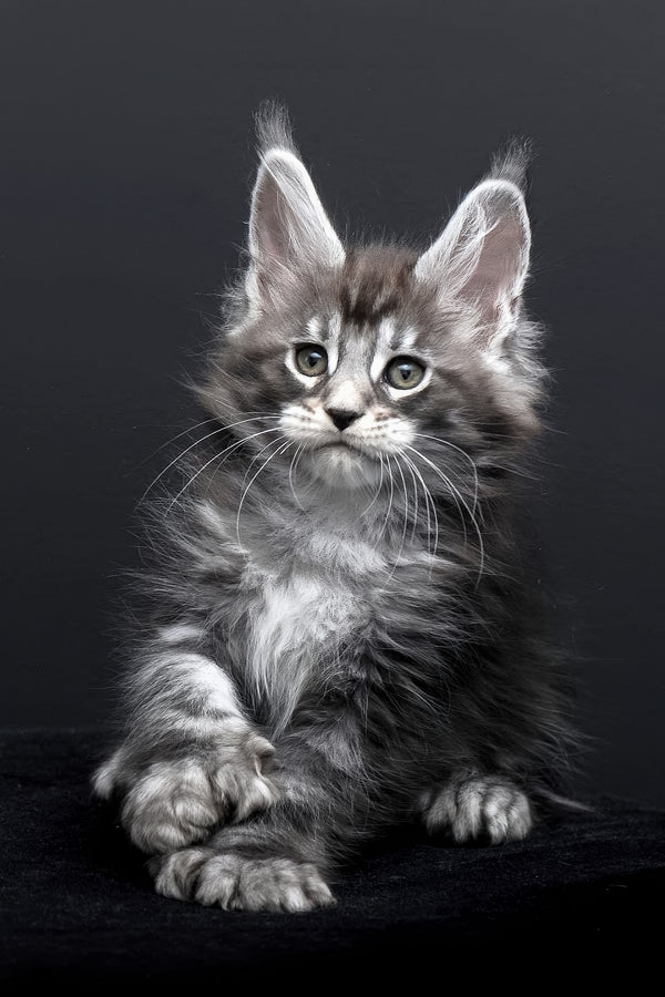 Fabio | Polydactyl Maine Coon Kitten