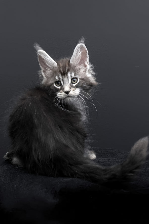 Fabio | Polydactyl Maine Coon Kitten