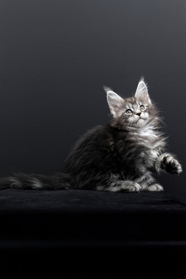 Fabio | Polydactyl Maine Coon Kitten