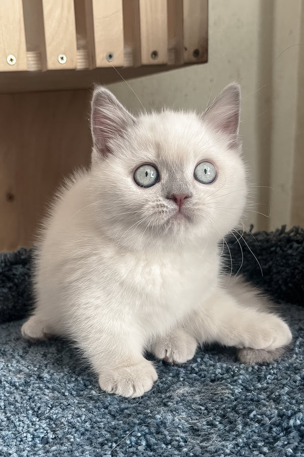 Faneva | Minuet Kitten