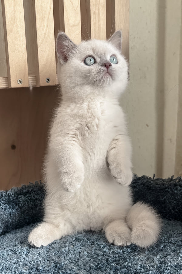 Faneva | Minuet Kitten