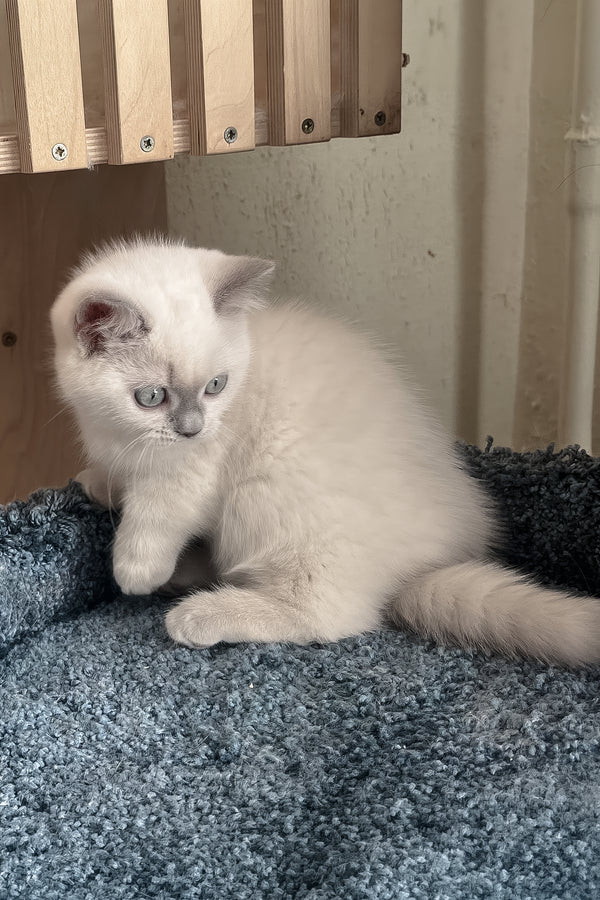 Faneva | Minuet Kitten