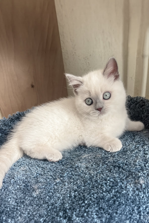 Faneva | Minuet Kitten