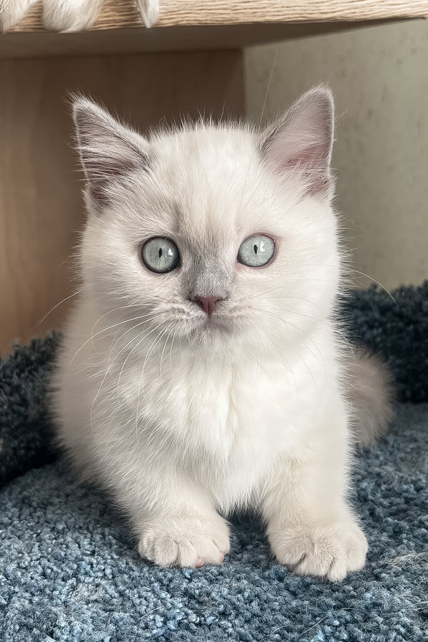 Faneva | Minuet Kitten