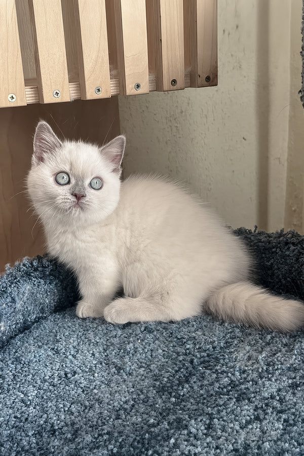 Faneva | Minuet Kitten
