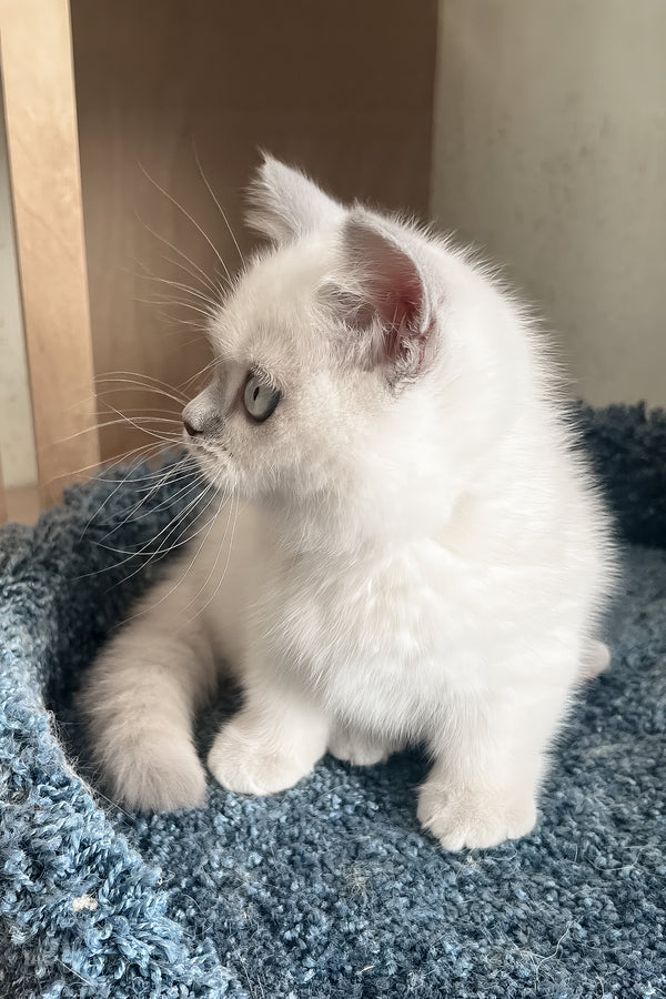 Faneva | Minuet Kitten