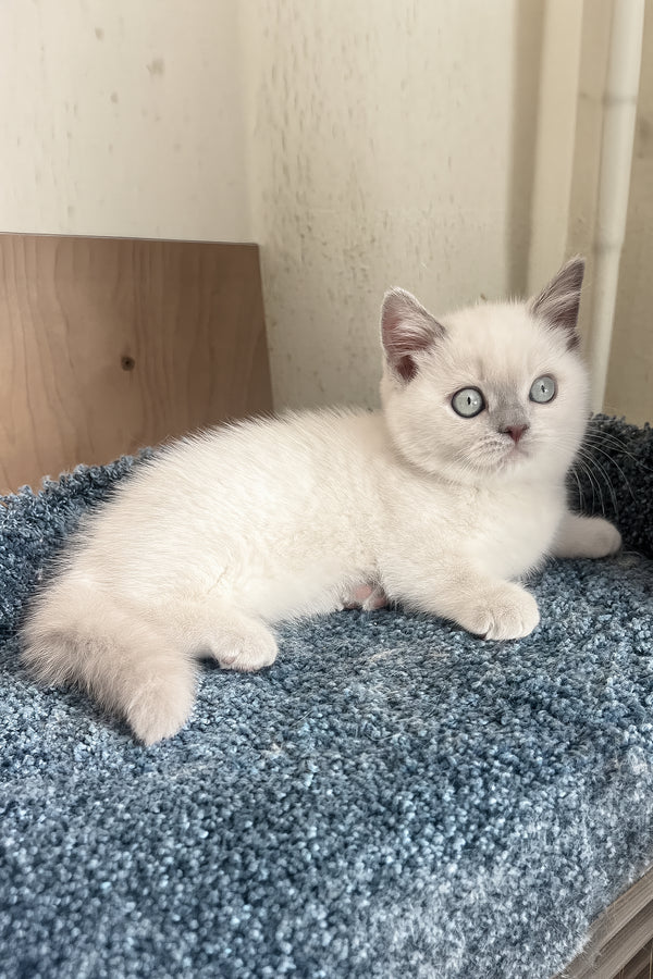 Faneva | Minuet Kitten