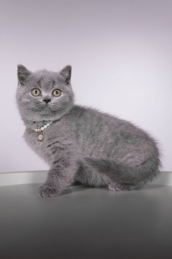 Fantasy | British Shorthair Kitten