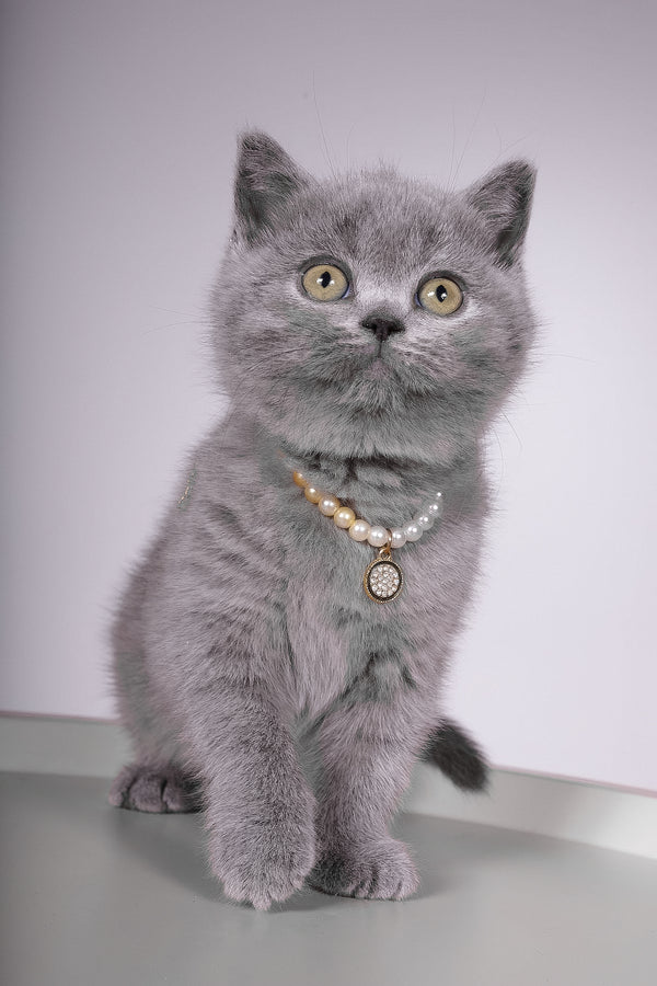 Fantasy | British Shorthair Kitten